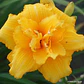 Rizoma Hemerocallis Condilla - Miniatura 3