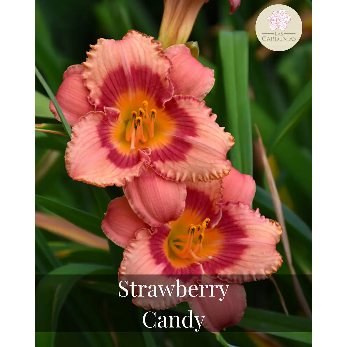 Rizoma Hemerocallis Strawberry Candy 1