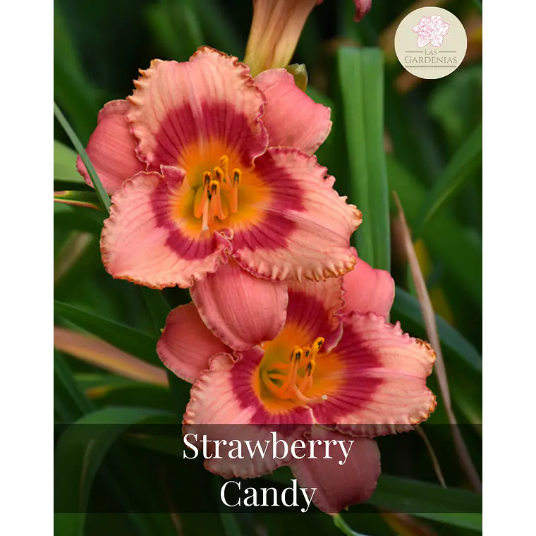 Rizoma Hemerocallis Strawberry Candy 1
