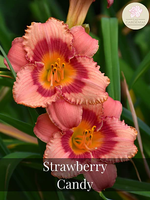 Rizoma Hemerocallis Strawberry Candy