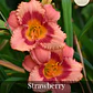 Rizoma Hemerocallis Strawberry Candy - Miniatura 1