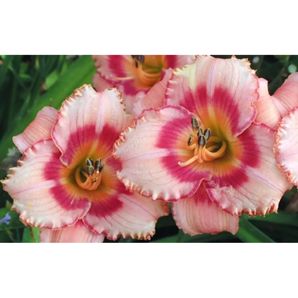 Rizoma Hemerocallis Strawberry Candy 2
