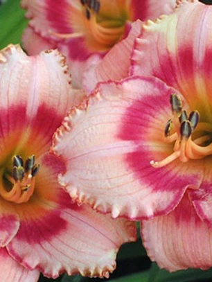Rizoma Hemerocallis Strawberry Candy