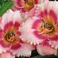 Rizoma Hemerocallis Strawberry Candy - Miniatura 2