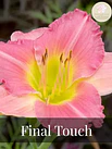 Hemerocallis