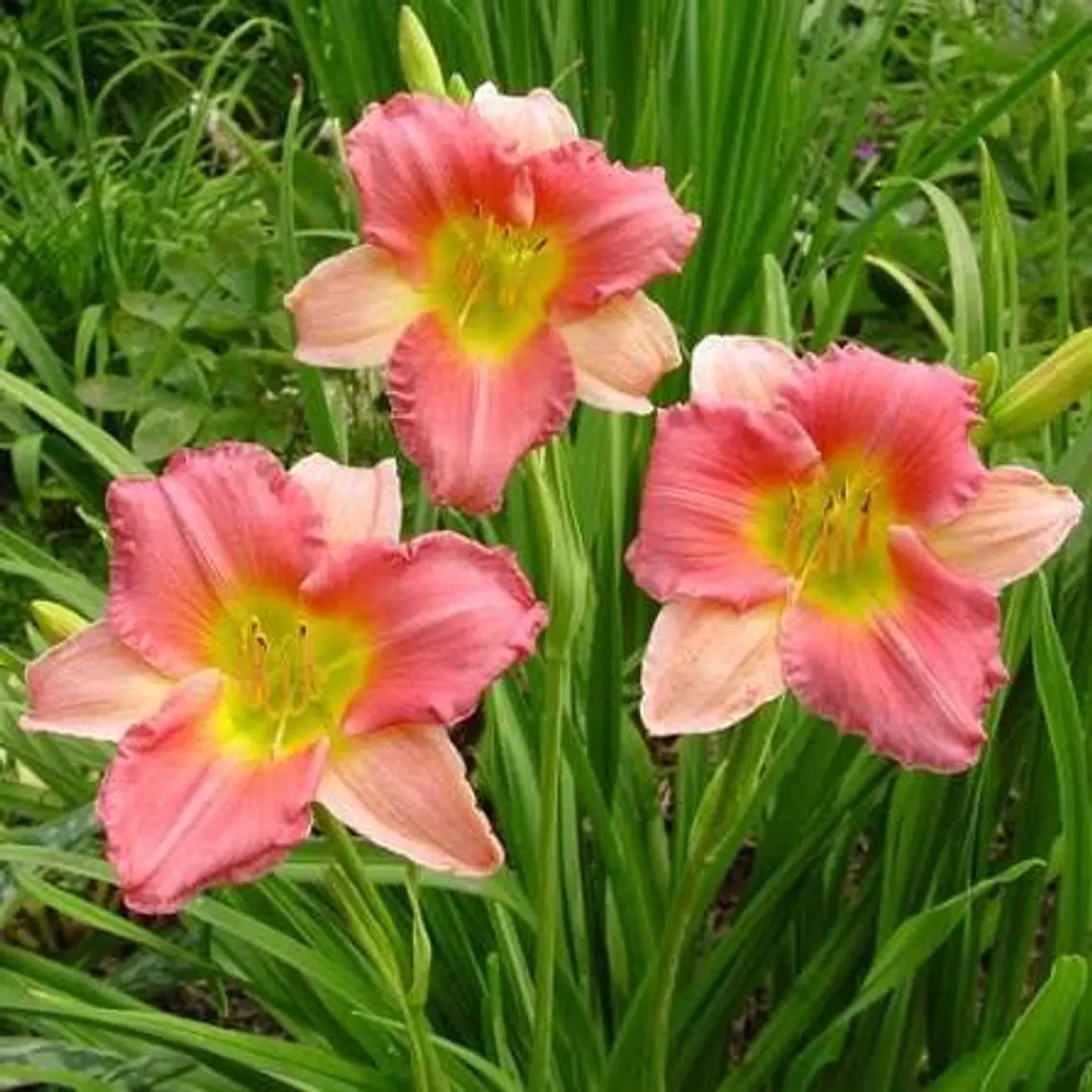 Rizoma Hemerocallis Entrapment 2