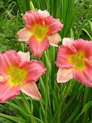 Rizoma Hemerocallis Entrapment