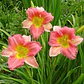 Rizoma Hemerocallis Entrapment - Miniatura 2