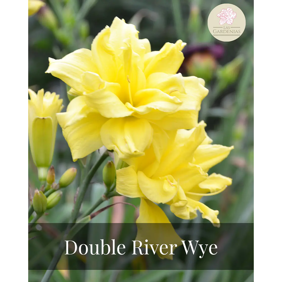 Rizoma Hemerocallis Double Rider Wye 1