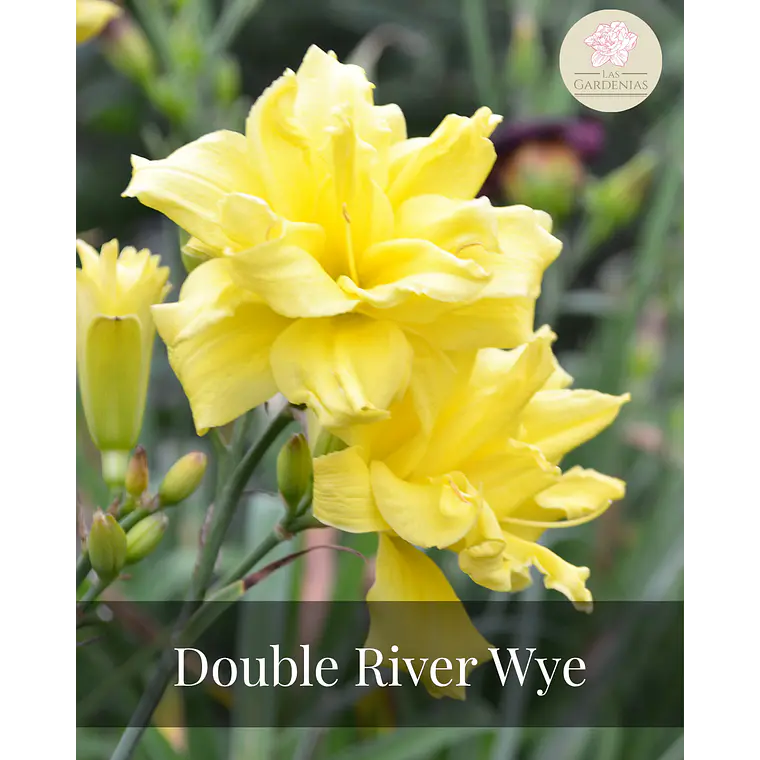 Rizoma Hemerocallis Double Rider Wye 1