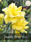 Hemerocallis