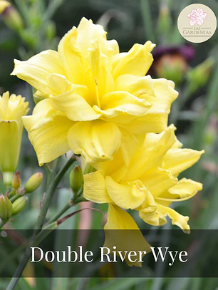 Rizoma Hemerocallis Double Rider Wye