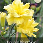 Rizoma Hemerocallis Double Rider Wye - Miniatura 1