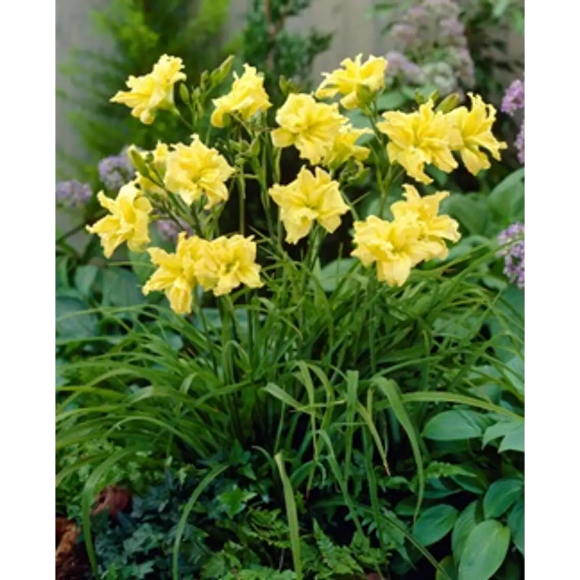 Rizoma Hemerocallis Double Rider Wye 2