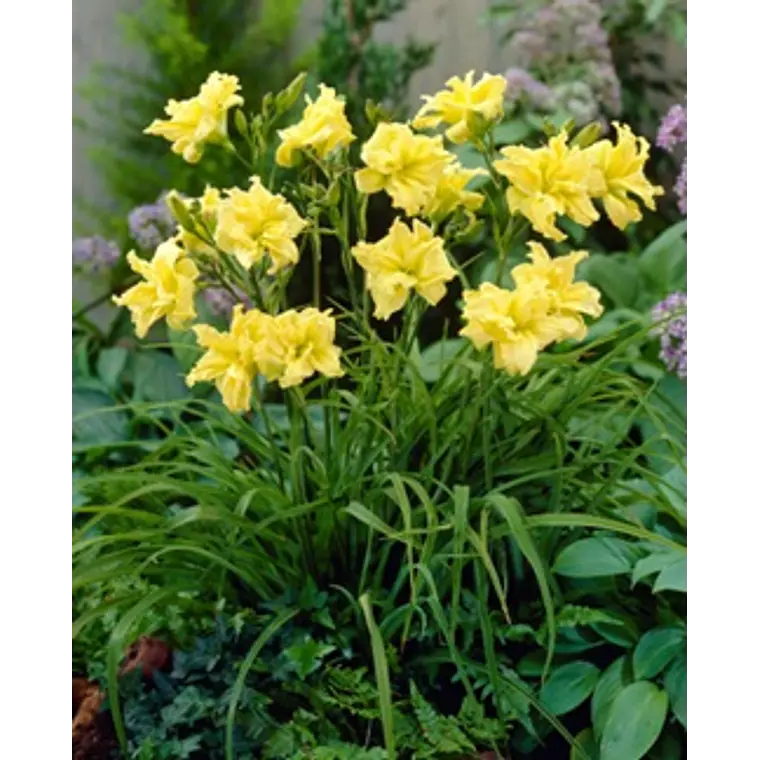 Rizoma Hemerocallis Double Rider Wye 2