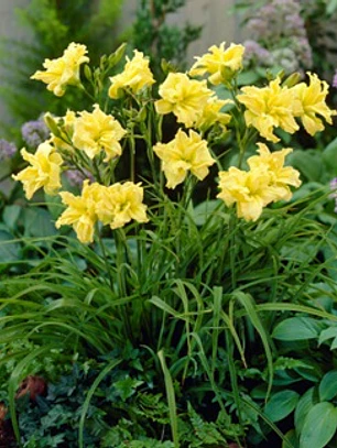 Rizoma Hemerocallis Double Rider Wye