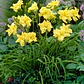 Rizoma Hemerocallis Double Rider Wye - Miniatura 2