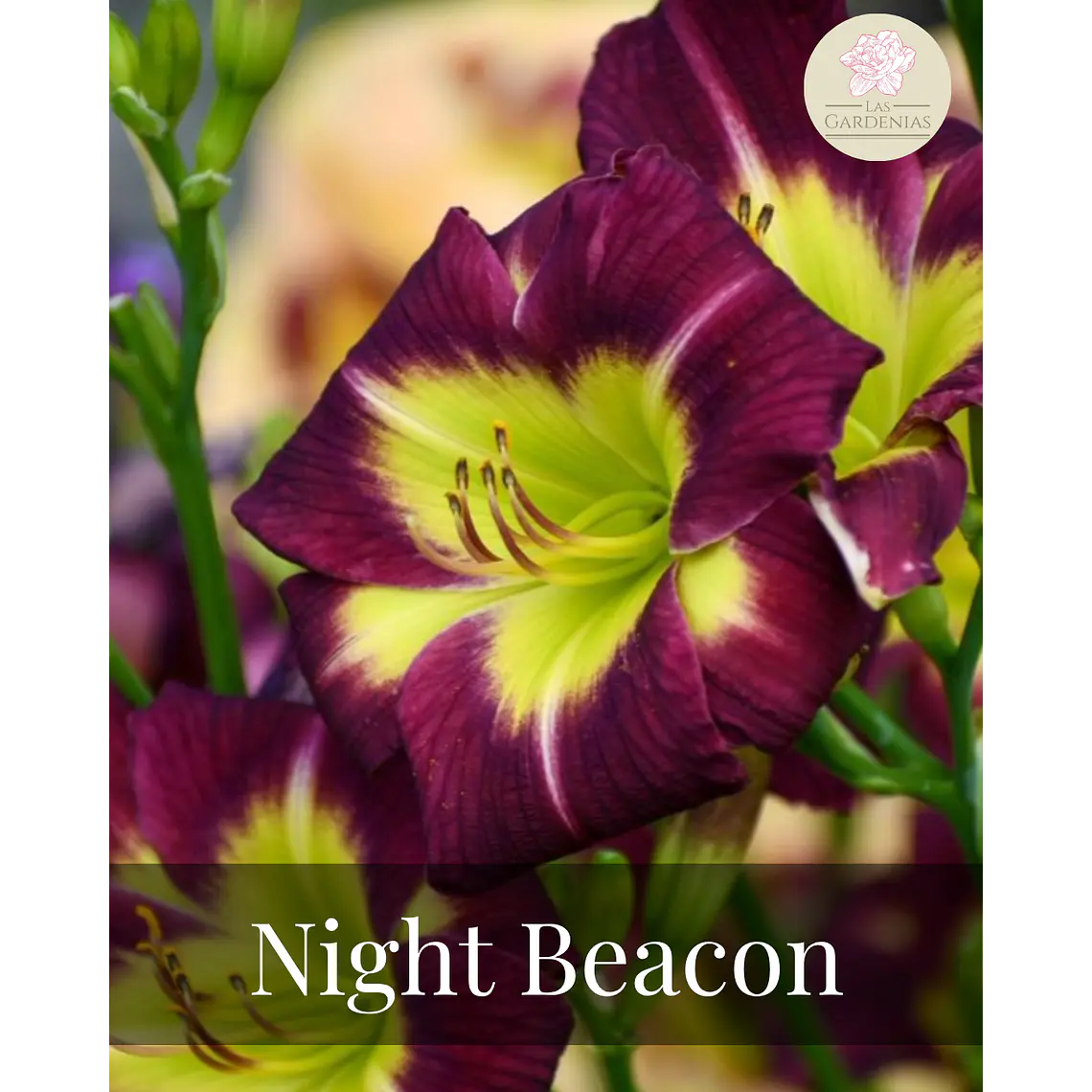 Rizoma Hemerocallis Night Beacon 1