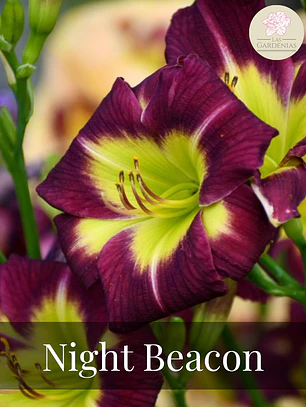 Rizoma Hemerocallis Night Beacon