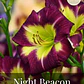 Rizoma Hemerocallis Night Beacon - Miniatura 1