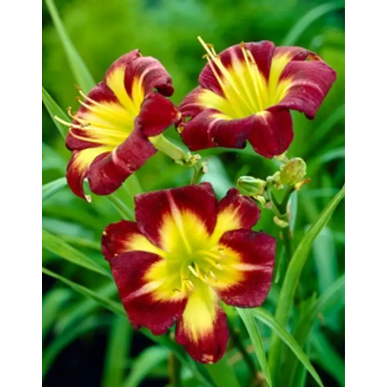 Rizoma Hemerocallis Night Beacon 3
