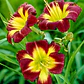 Rizoma Hemerocallis Night Beacon - Miniatura 3