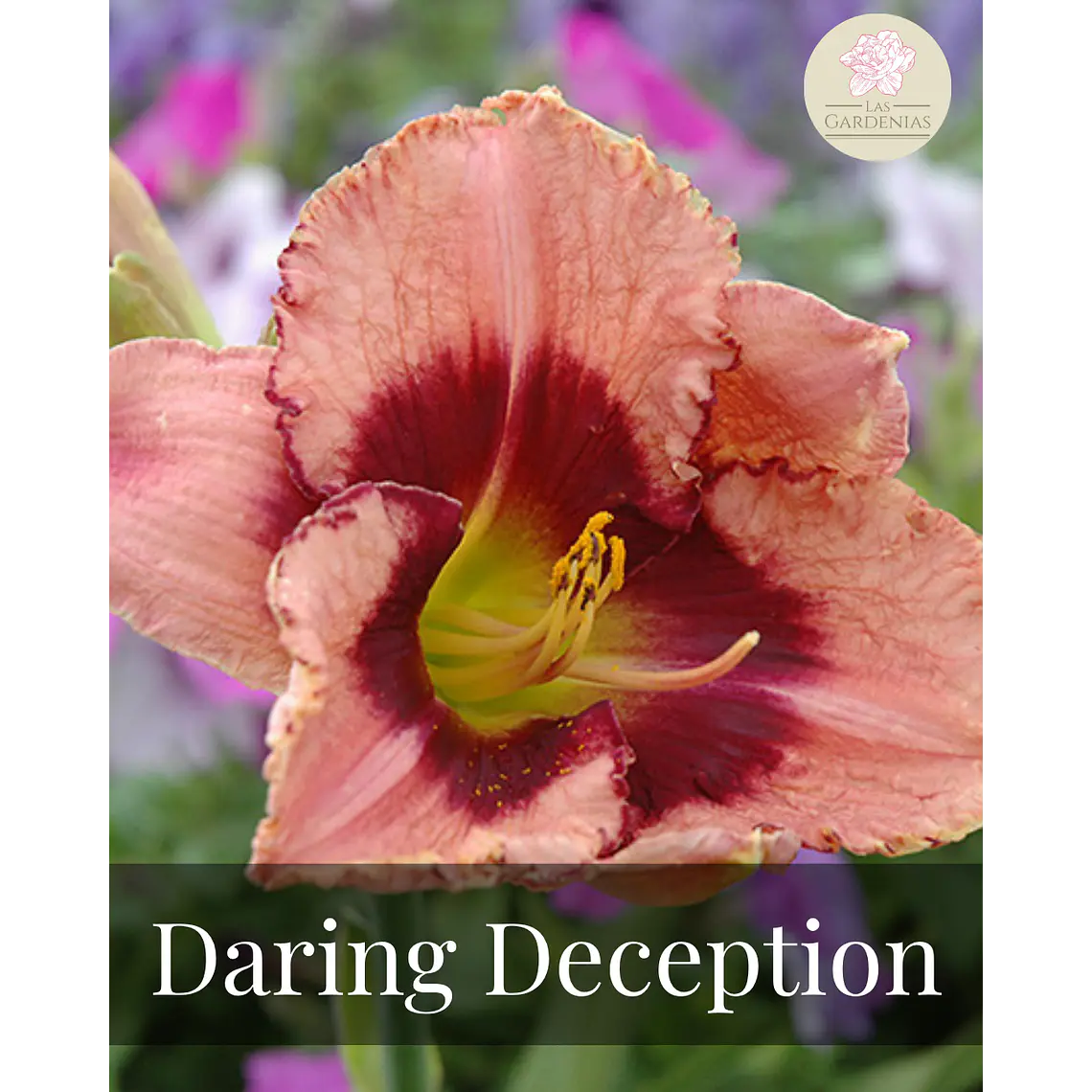 Rizoma Hemerocallis Daring deception 1