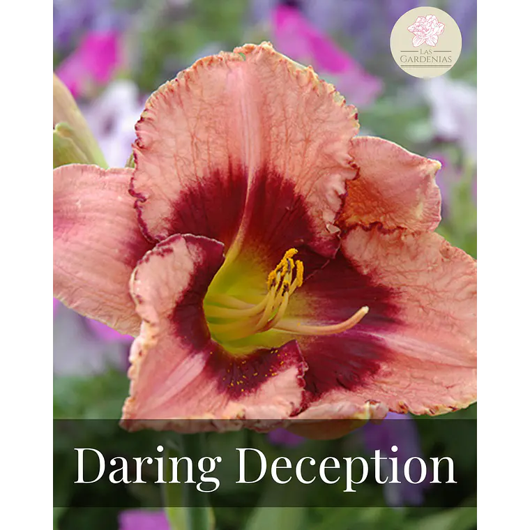 Rizoma Hemerocallis Daring deception 1