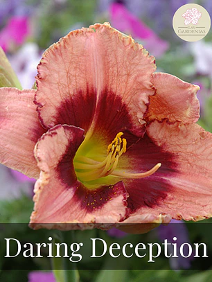 Rizoma Hemerocallis Daring deception