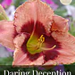Rizoma Hemerocallis Daring deception - Miniatura 1