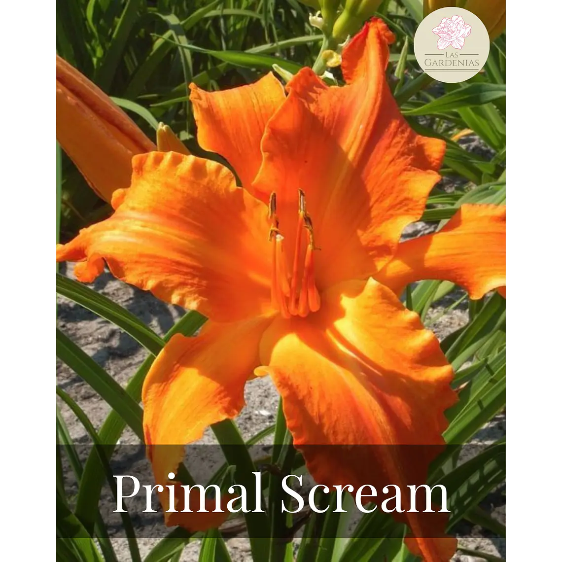 Rizoma Hemerocallis Primal Scream 1