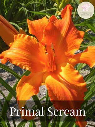 Rizoma Hemerocallis Primal Scream