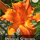 Rizoma Hemerocallis Primal Scream - Miniatura 1