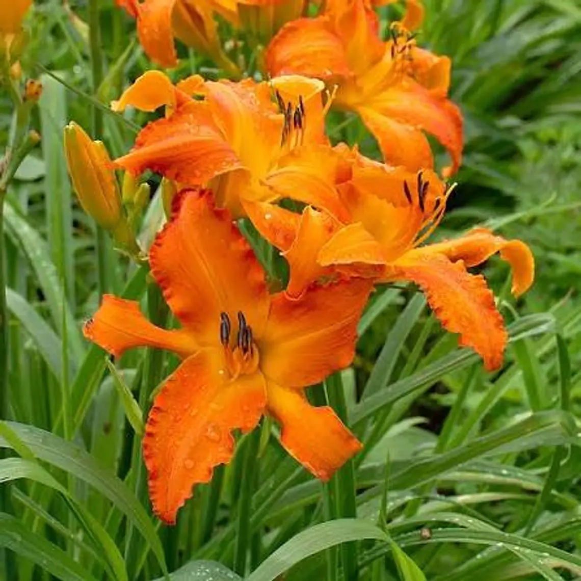 Rizoma Hemerocallis Primal Scream 2