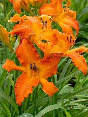 Rizoma Hemerocallis Primal Scream