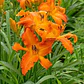 Rizoma Hemerocallis Primal Scream - Miniatura 2