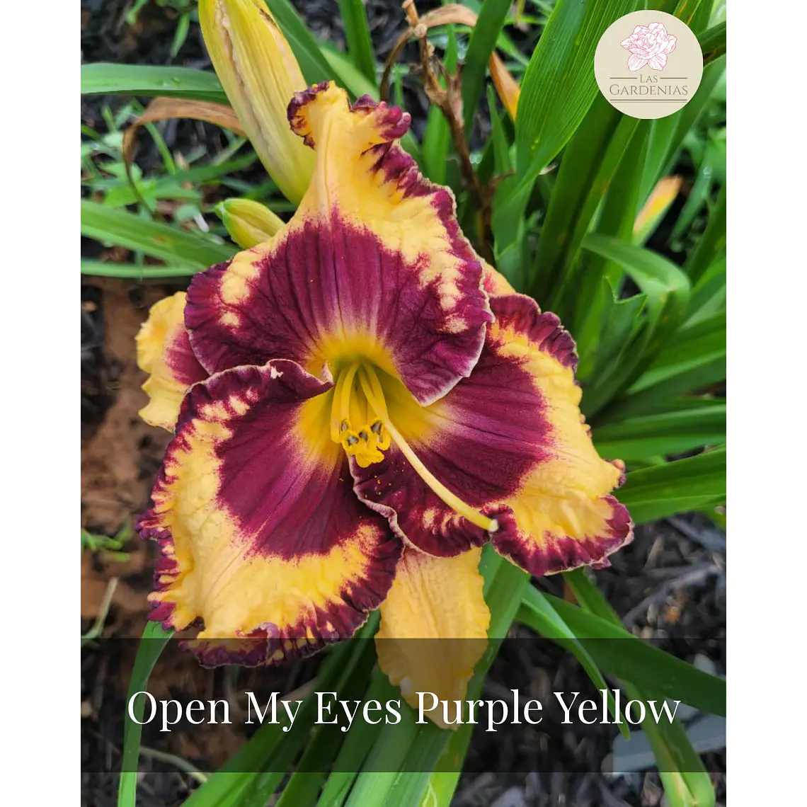Rizoma Hemerocallis Open My Eyes Purple Yellow 1