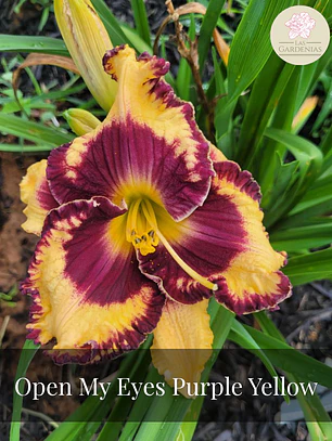 Rizoma Hemerocallis Open My Eyes Purple Yellow