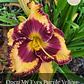 Rizoma Hemerocallis Open My Eyes Purple Yellow - Miniatura 1