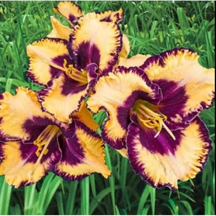 Rizoma Hemerocallis Open My Eyes Purple Yellow 2