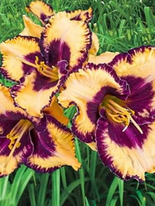 Rizoma Hemerocallis Open My Eyes Purple Yellow
