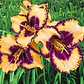 Rizoma Hemerocallis Open My Eyes Purple Yellow - Miniatura 2