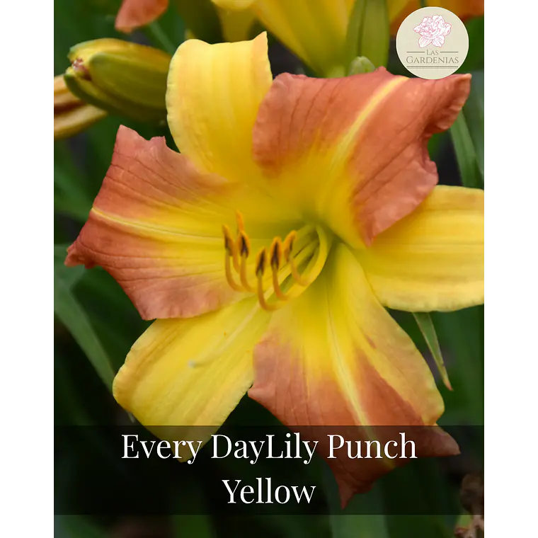 Rizoma Hemerocallis Everyday Punch Yellow 1