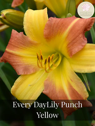 Rizoma Hemerocallis Everyday Punch Yellow