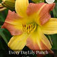 Rizoma Hemerocallis Everyday Punch Yellow - Miniatura 1