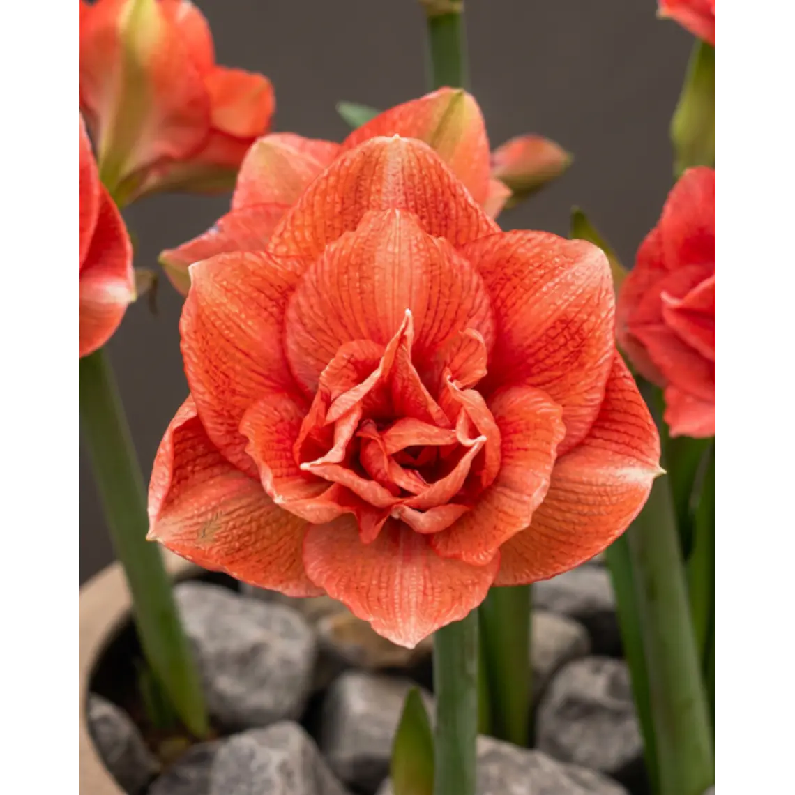 Bulbo Amaryllis Benito 30/32 1