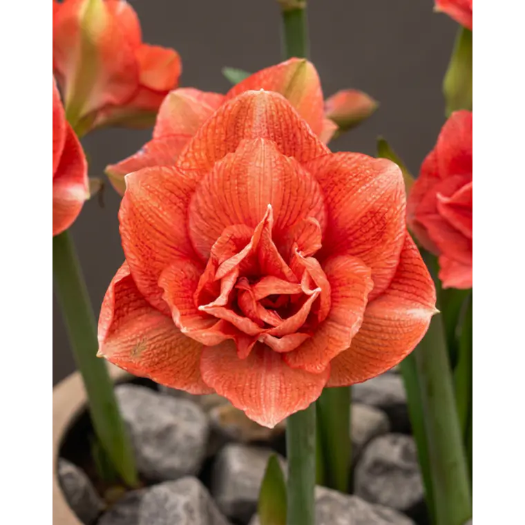 Bulbo Amaryllis Benito 30/32 1