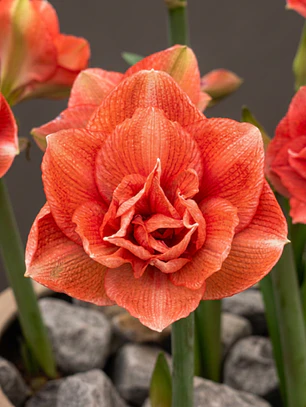 Bulbo Amaryllis Benito 30/32