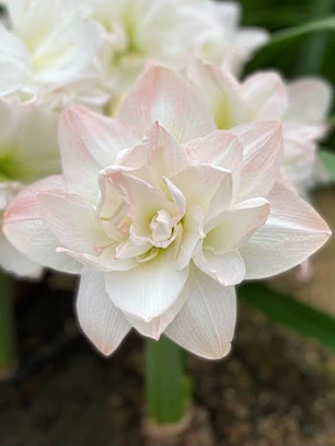 Bulbo Amaryllis Artic Nymph 26/28
