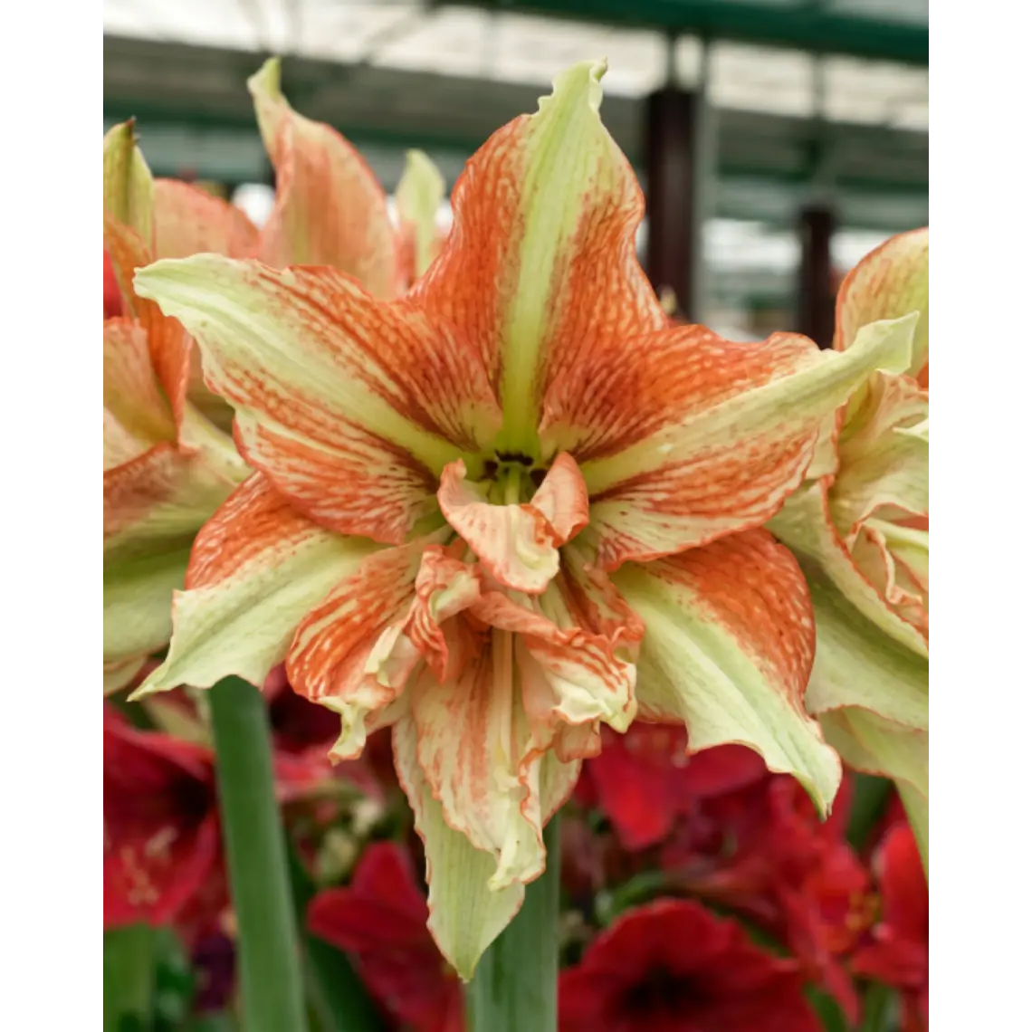 Bulbo Amaryllis Bentley 26/28 1
